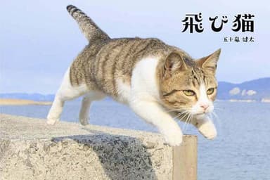 飛び猫(写真集)