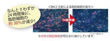 図8：BNLS注射による脂肪細胞の減少