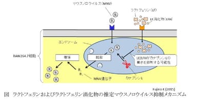 図　ラクトフェリンおよびラクトフェリン消化物の推定マウスノロウイルス抑制メカニズム