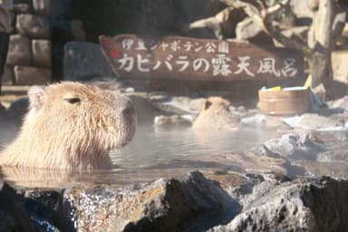 カピバラの露天風呂_1