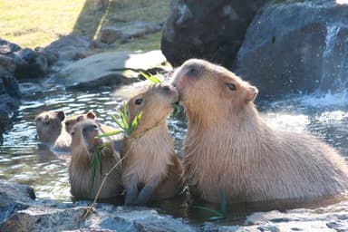 カピバラの露天風呂_2