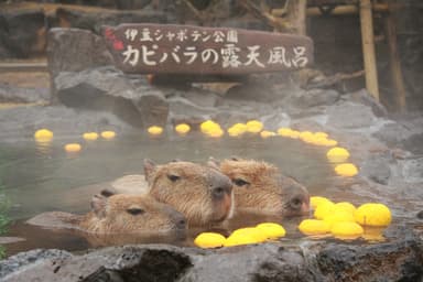 カピバラの露天風呂_3