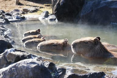 カピバラの露天風呂_4