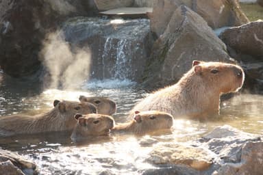 カピバラの露天風呂_5