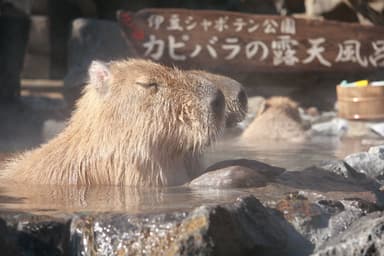 カピバラの露天風呂_7