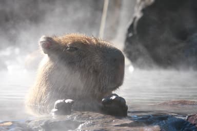 カピバラの露天風呂_8