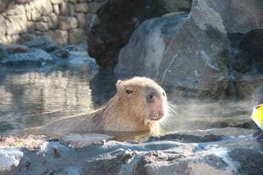 カピバラの露天風呂_9