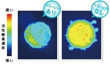 活性酸素 除去作用