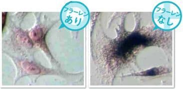 メラニン産生抑制効果