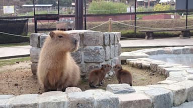 11月17日に生まれたカピバラの赤ちゃん