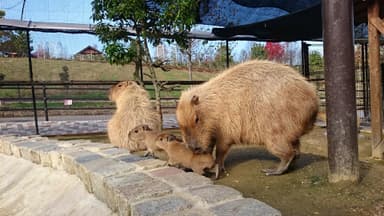 仲睦まじいカピバラさん一家