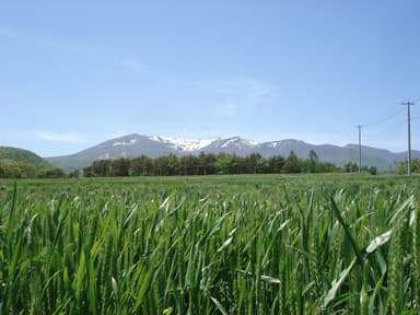 蔵王連峰の麓に広がる蔵王高原小麦畑