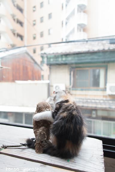 大阪中崎町フクロウコーヒーのフクとマリモ2