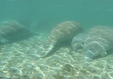 フロリダで出会った4頭のマナティー