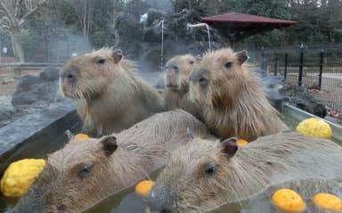 埼玉県こども動物自然公園