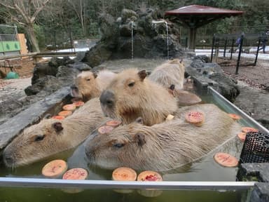 埼玉県こども動物自然公園 2