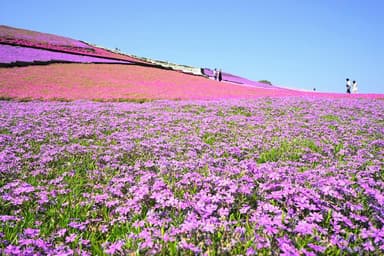 ドイツ村芝桜