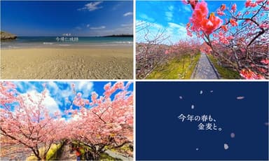 「360度の桜に包まれる、金麦特等席」イメージ