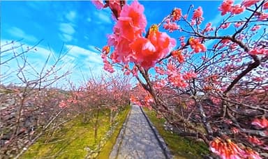 沖縄県・今帰仁城跡