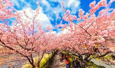 静岡県・河津桜