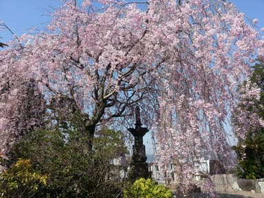 満開のしだれ桜(2015年)