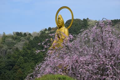 満開のしだれ桜に囲まれた「沙羅観音」