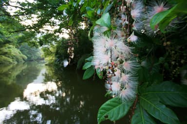 一夜限りの幻の花「サガリバナ」をクルーズ船でのんびり鑑賞