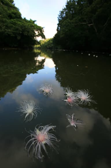 夏の限られたひと時だけの甘く幻想的な風景