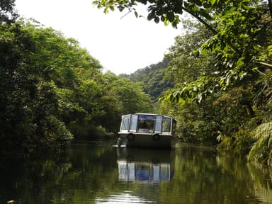 西表島唯一のクルーズ船で巡る「サガリバナ」鑑賞ツアー