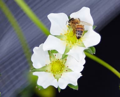 ミツバチによる自然受粉