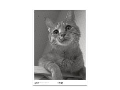 PECO Cat's Poster