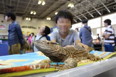 珍しい動物とのふれあいコーナー 3