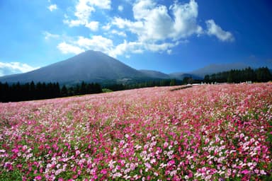 生駒高原