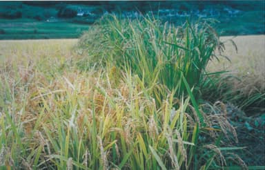 コシヒカリ（手前）と稲穂の背丈が高い白目米（奥）