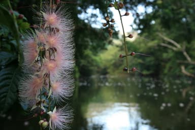 初夏の人気ツアー、幻の花「サガリバナ」観賞も人気