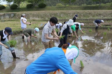 田植え