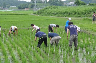 草取り