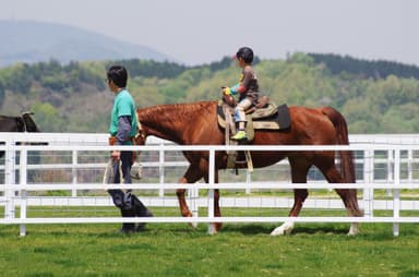 クォーターホースの曳き馬体験