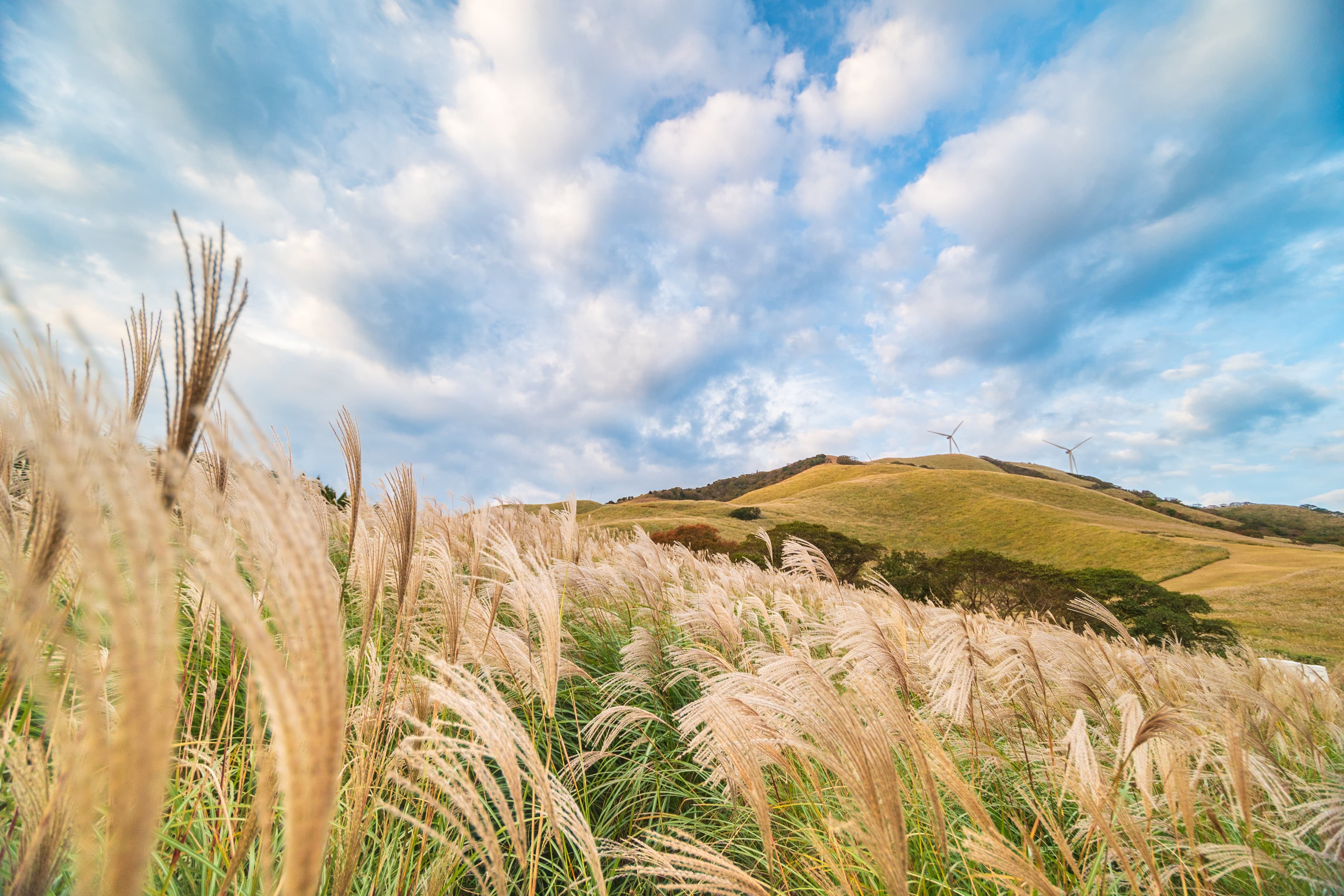 草原が黄金色に染まる伊豆半島! 「稲取細野高原 秋のすすき観賞会 2025」開催【10月31日(金)~12月1日(月)】