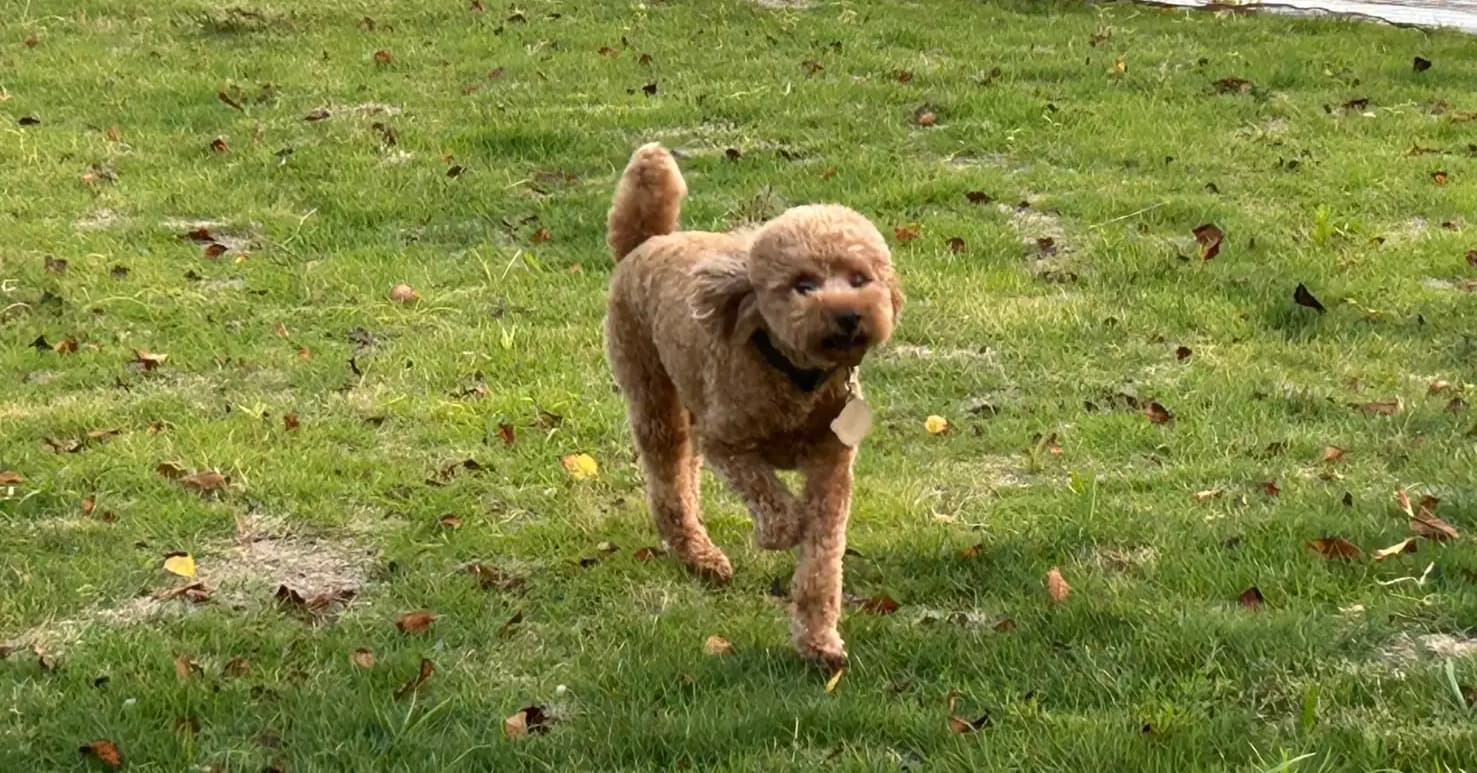 海と川をつなぐ大阪の水上ターミナル「中之島GATEサウスピア」に“水辺のドッグラン”が誕生!