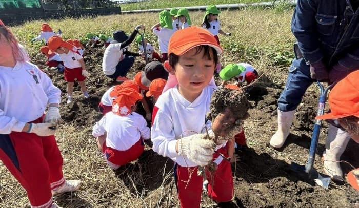 近畿大学九州短期大学附属幼稚園の園児がサツマイモ収穫を体験 実りの秋を感じながら、「食」と「自然」について学ぶ
