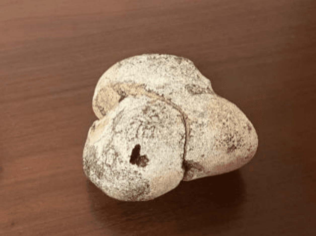 【日本初】龍涎香の無料鑑定サービスを開始~奄美市への寄贈を契機に、海からの贈り物を広く共有する文化を~