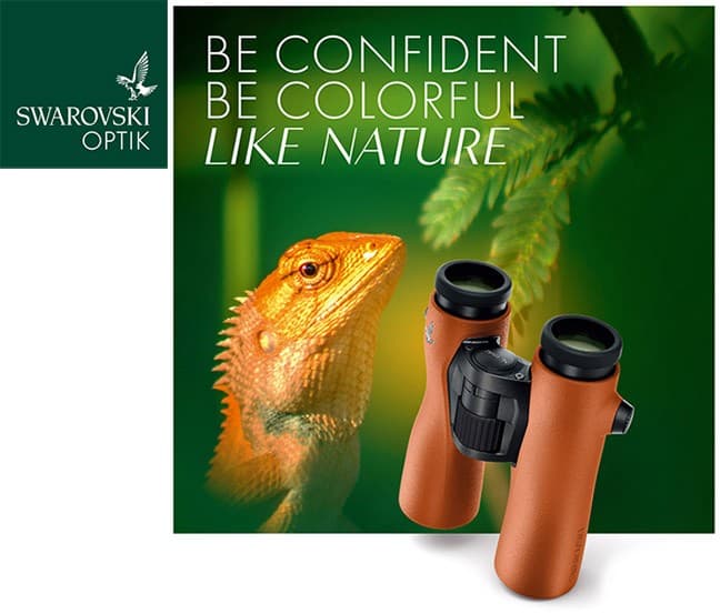 最高品質にこだわる光学製品メーカー「スワロフスキー・オプティック」よりプレミアム双眼鏡「NL Pure 42」シリーズに新色オレンジが新発売!