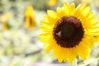 夏の「ひまわり大階段」から秋の「都市養蜂」