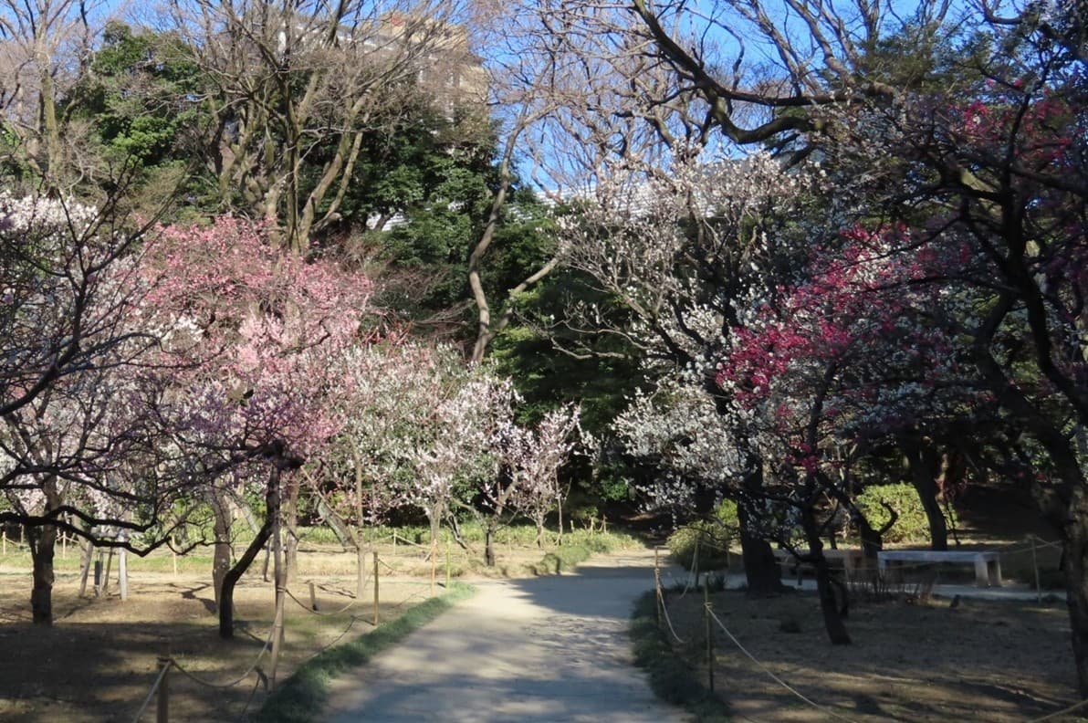 2/7(土)~3/1(日)【小石川後楽園】都立9庭園で最大級の梅の花を満喫!梅まつり「梅香る庭園へ」開催!