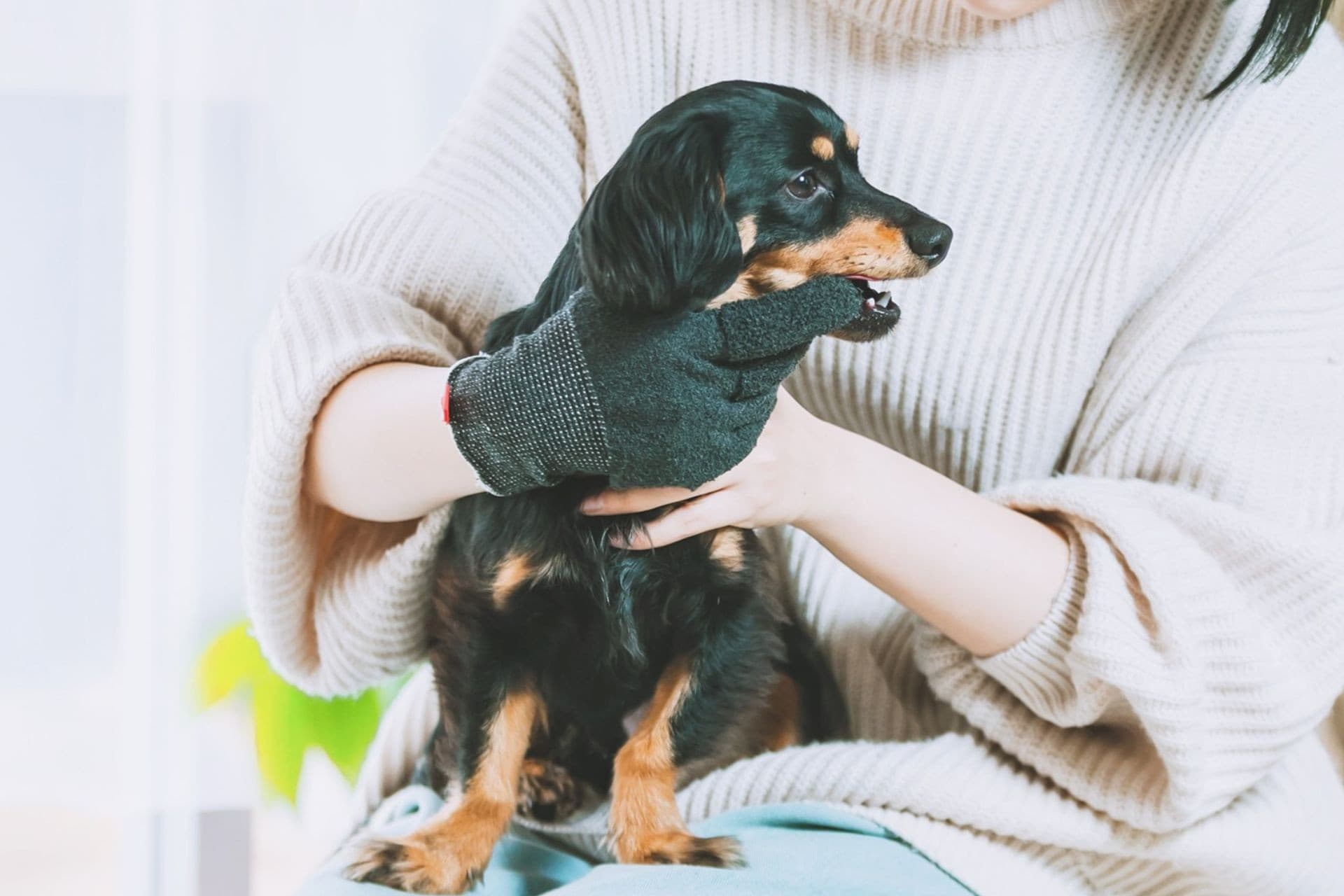 「歯磨きはもっと楽で自由でいい!」愛犬・愛猫用の“歯磨きグローブ”がついに一般販売開始!