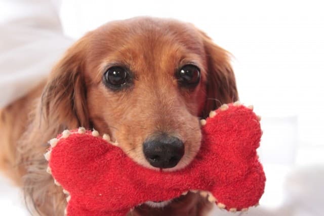 ワンちゃん用おもちゃプレゼントキャンペーン開催!兵庫・城崎温泉のリゾートホテルにて|2025年12月19日まで