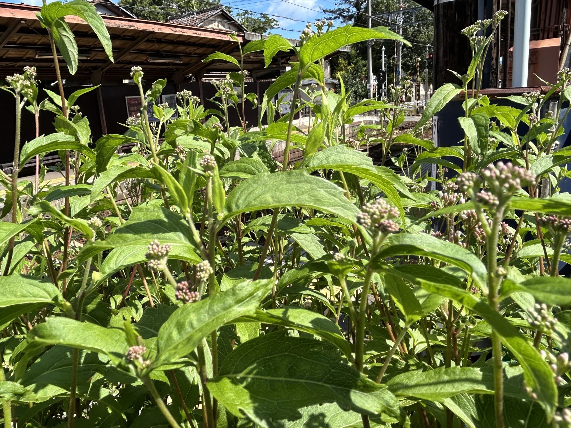 嵐電沿線フジバカマプロジェクト ~ フジバカマが開花時期を迎えます