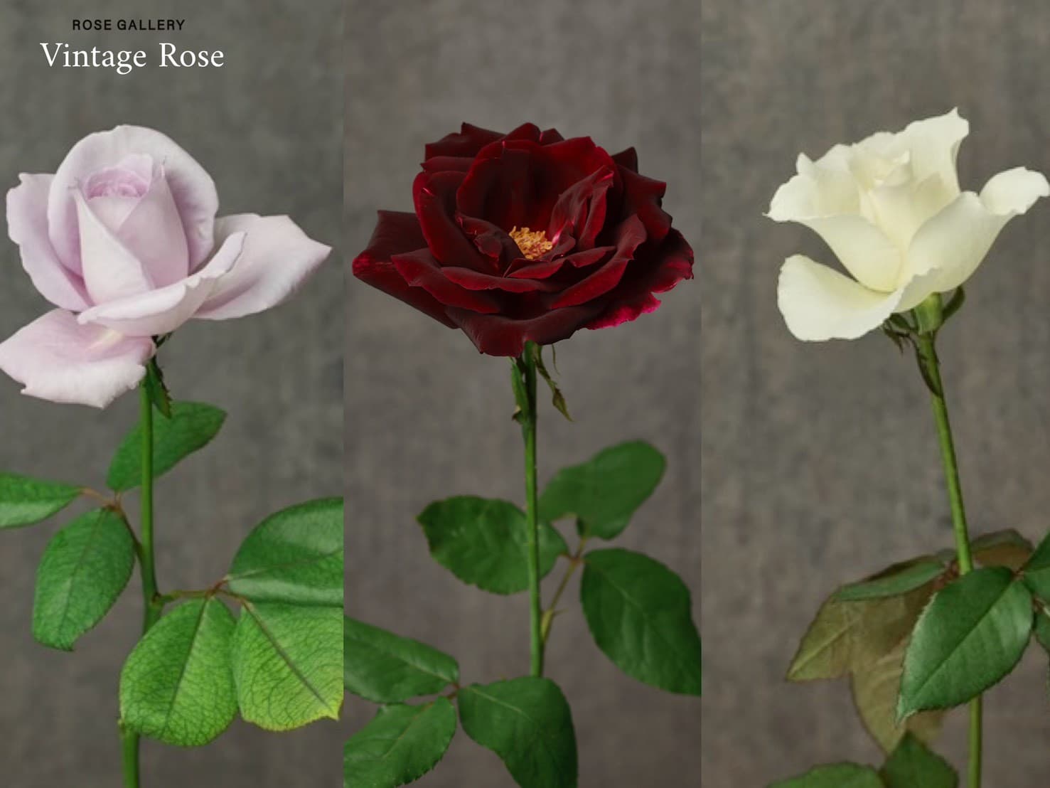 【期間限定】2025秋、バラ専門店より伝説のバラ『ヴィンテージローズ』が待望の再販売スタート!