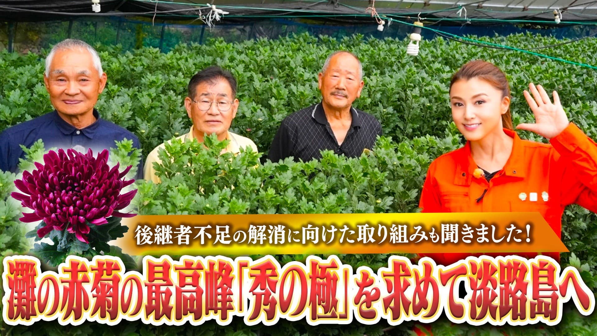 灘の赤菊の最高峰「秀の極」を求めて藤原紀香が淡路島へ! 灘花卉部会の生産者の皆さんと淡路島の特産品でゆる飲み!